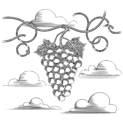 Tô Màu Quả Nho