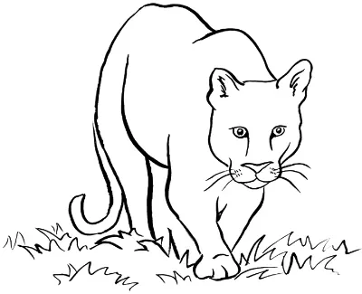 báo sư tử bắc mỹ