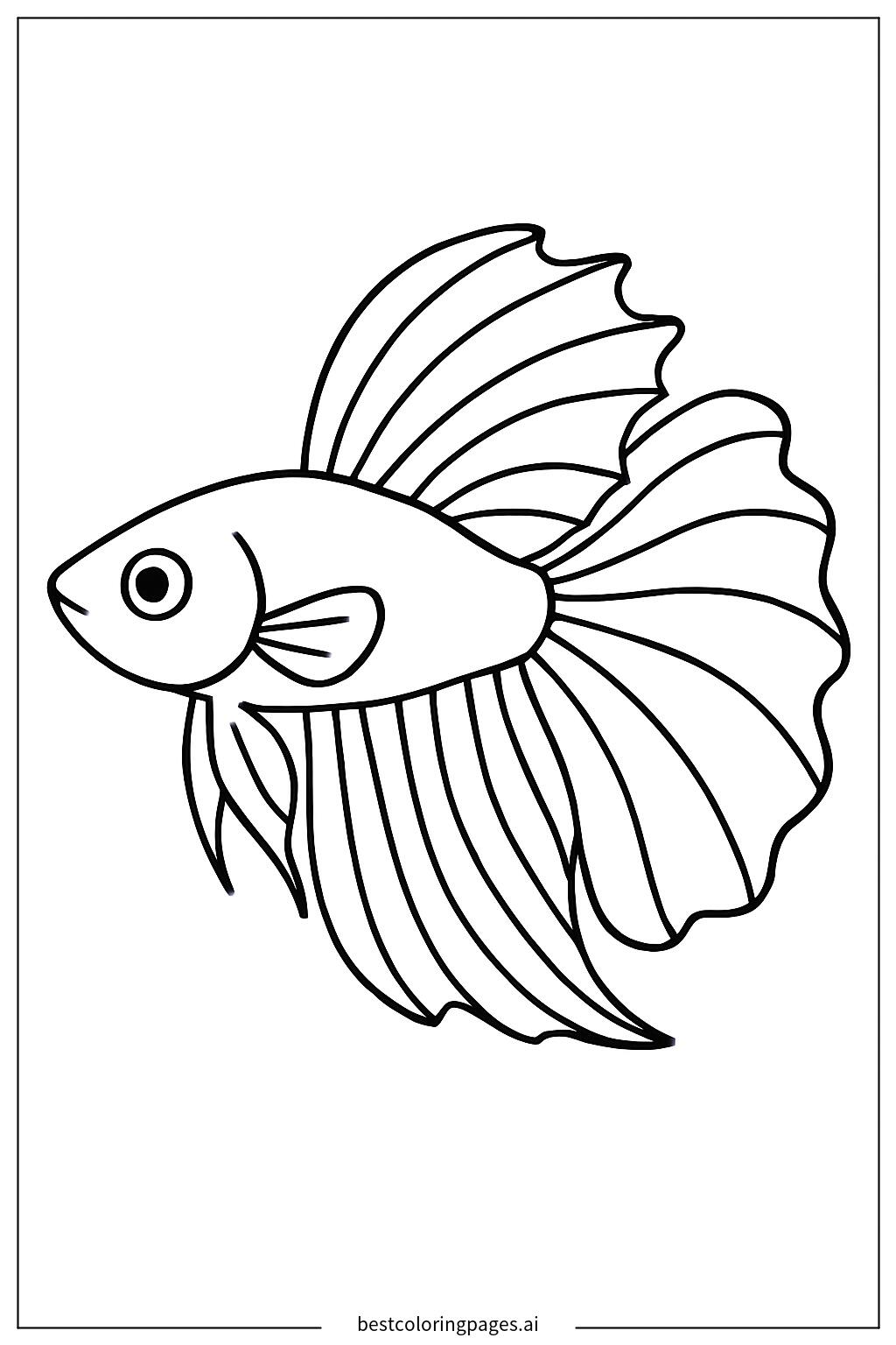Betta fish profile