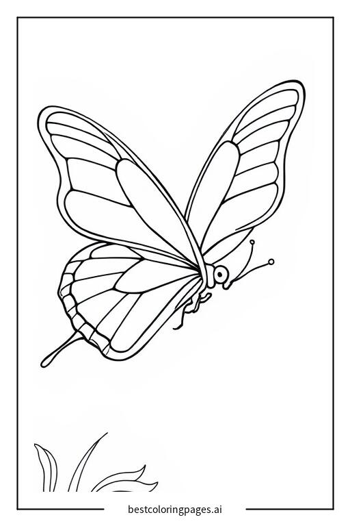 Butterfly shimmering under the sunlight