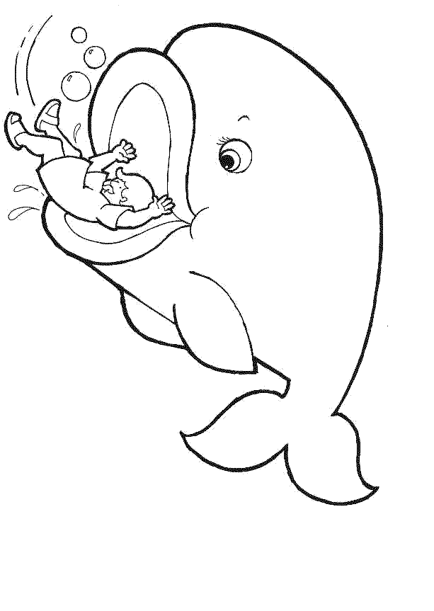 cá voi đớp người đàn ông