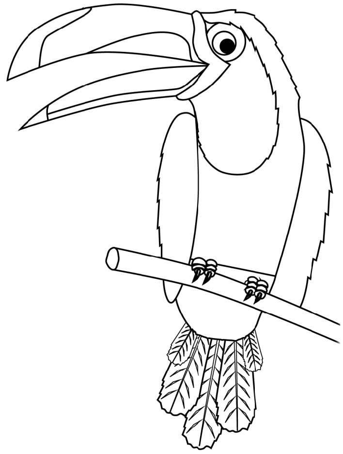 chim toucan trên cành