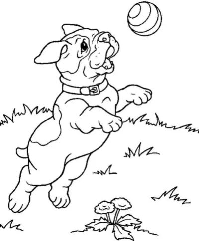 chó pug đang chơi với quả bóng