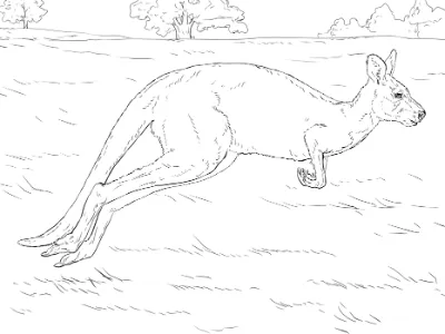 chuột túi kangaroo đang nhảy