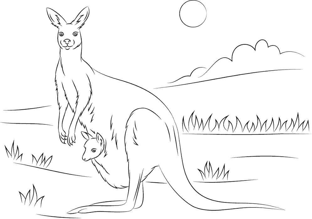 chuột túi kangaroo với đứa con