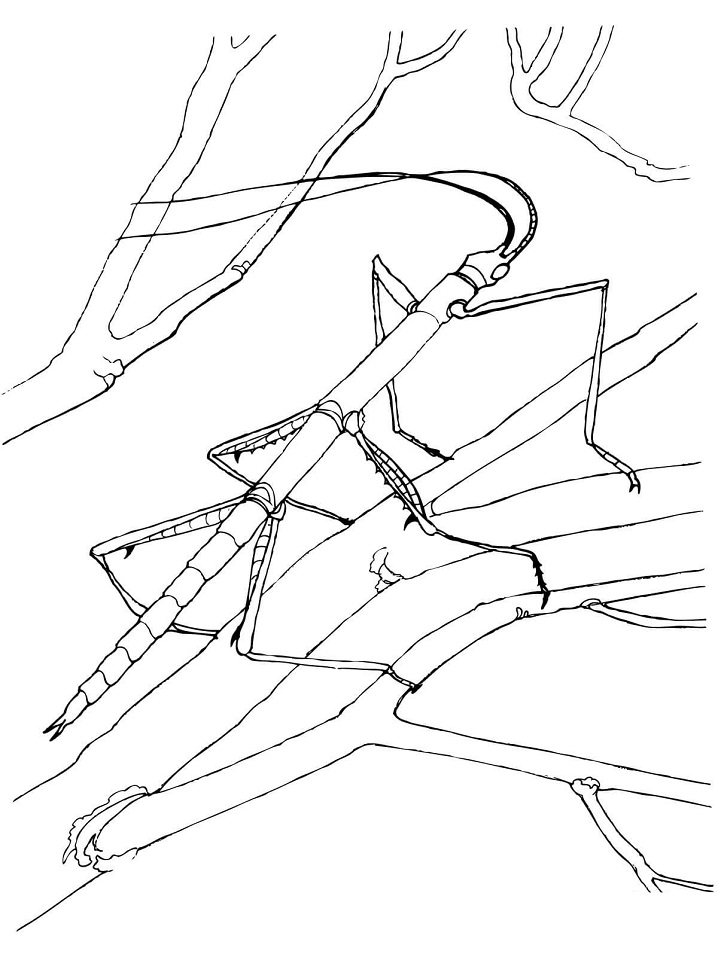 con bọ gậy trên cây