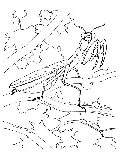 con bọ ngựa trên cành cây