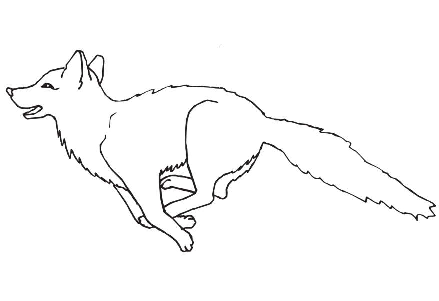 con cáo đang chạy