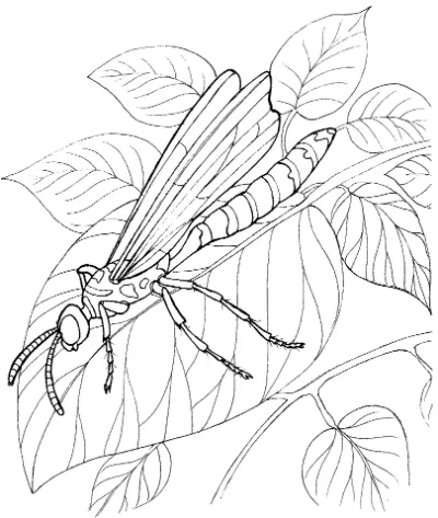 con chuồn chuồn trên lá