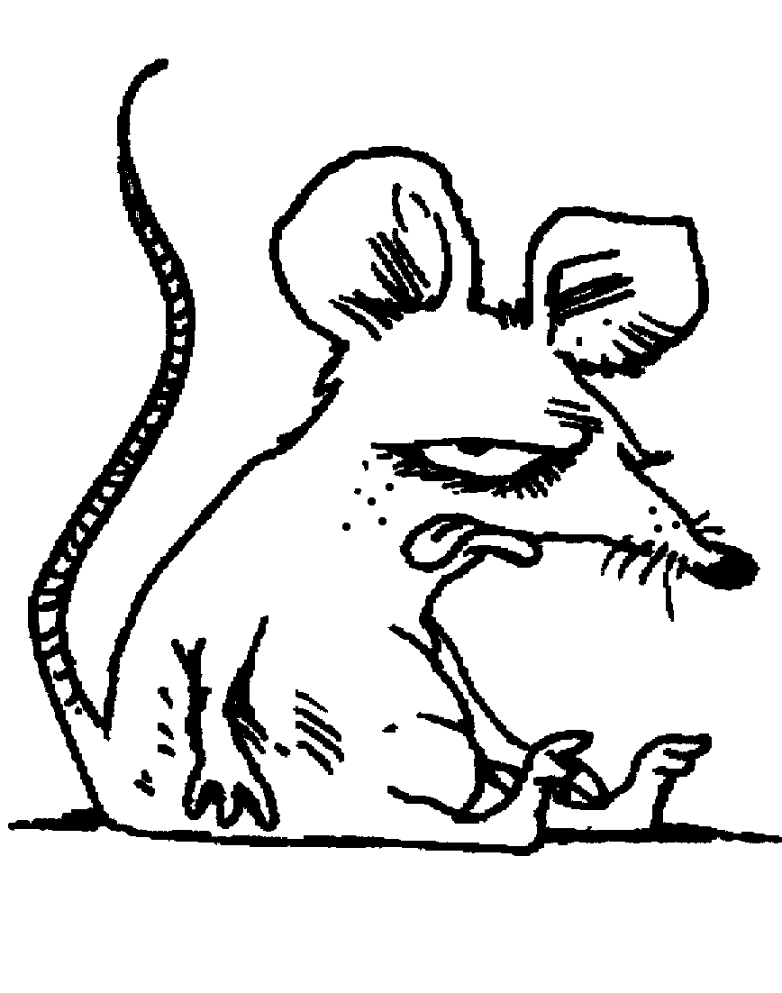 con chuột bụi đời