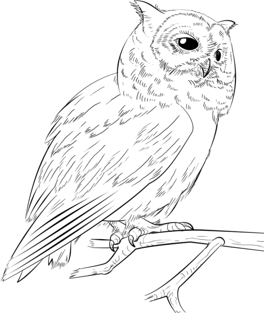 con cú đậu trên cành cây