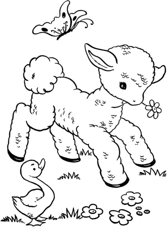 con cừu đang vui chơi