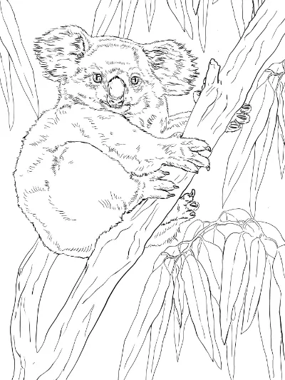 con gấu túi đang trèo cây