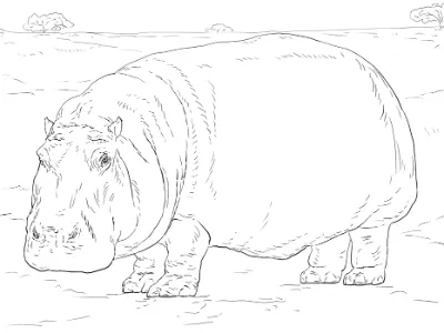 con hà mã trưởng thành