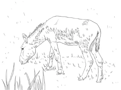 Con Lừa Gặm Cỏ