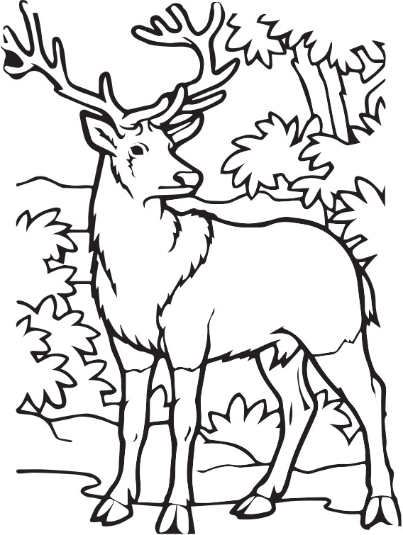 con nai sừng xám 2