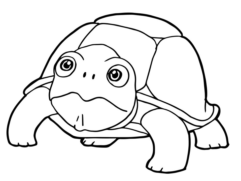 Con Rùa Đang Nhìn