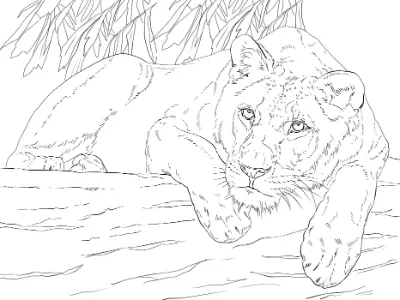 con sư tử cái đang nằm