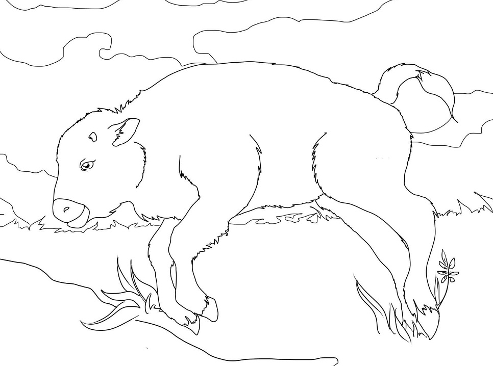 Con Trâu Rừng Con