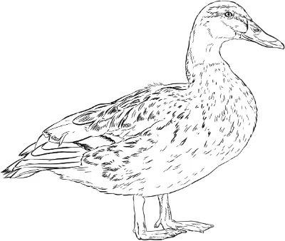 con vịt cổ xanh cái