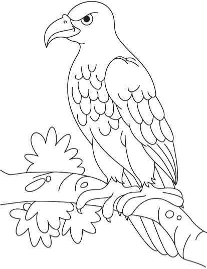 đại bàng biển steller