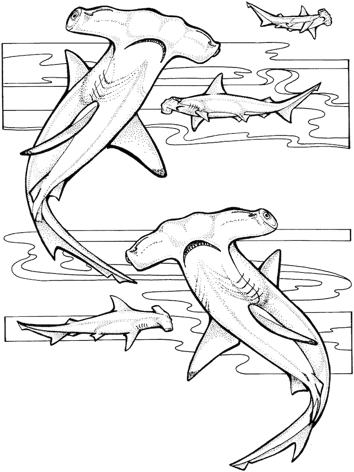 đàn cá mập búa