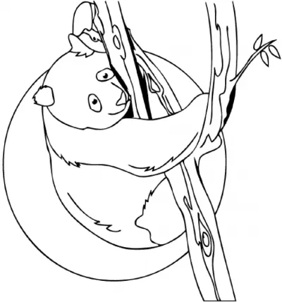 gấu trúc nằm trên cành cây