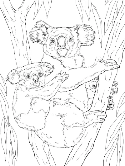 gấu túi mẹ cõng con trên lưng