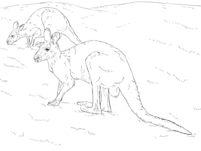 hai con chuột túi đỏ