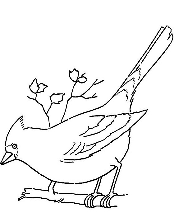 hồng tước trên cành cây