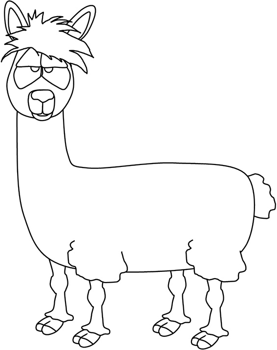 lạc đà không bướu mặt thộn