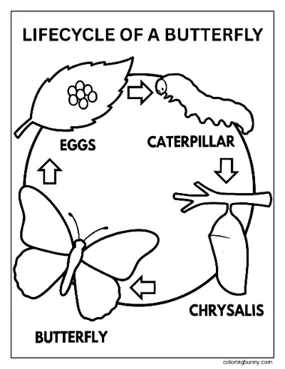 Trang Tô Màu Vòng Đời Của Bướm