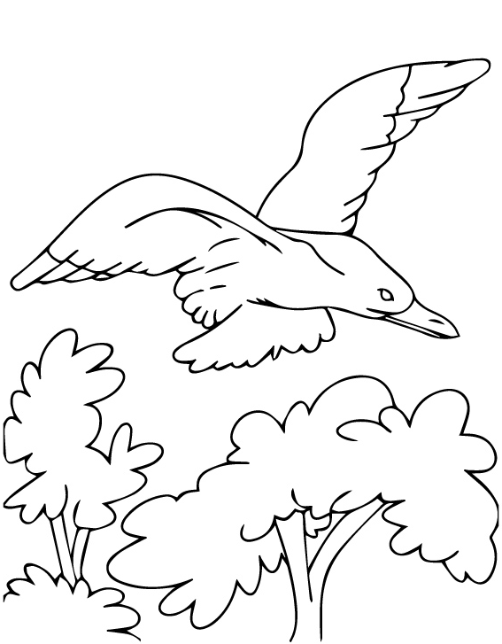 mòng biển bàn chân vàng