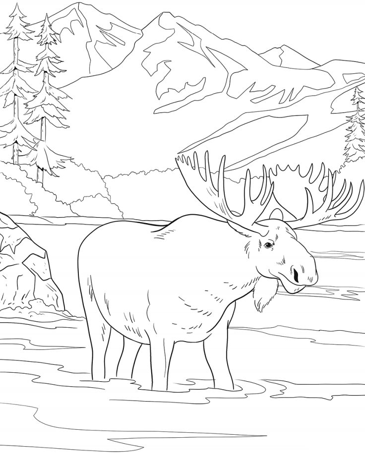 nai sừng tấm đứng dưới nước