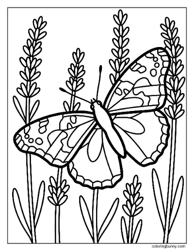 Trang Tô Màu Bướm Painted Lady Hoa Oải Hương