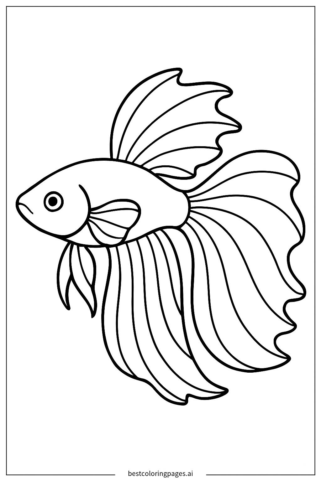Single betta fish