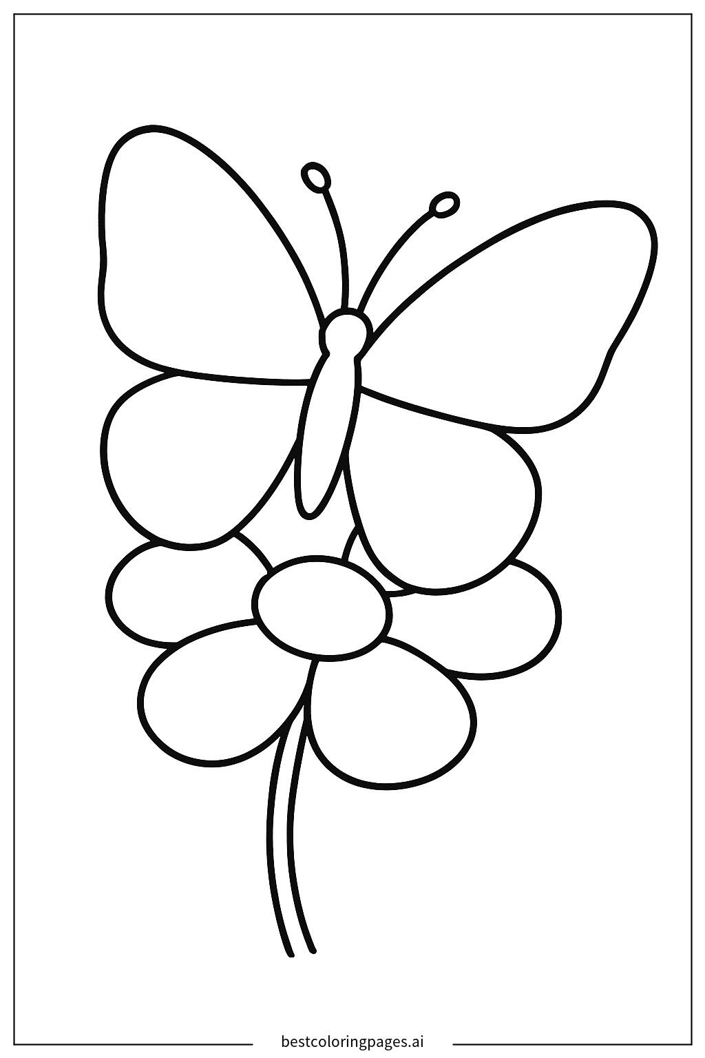 Single butterfly on a flower