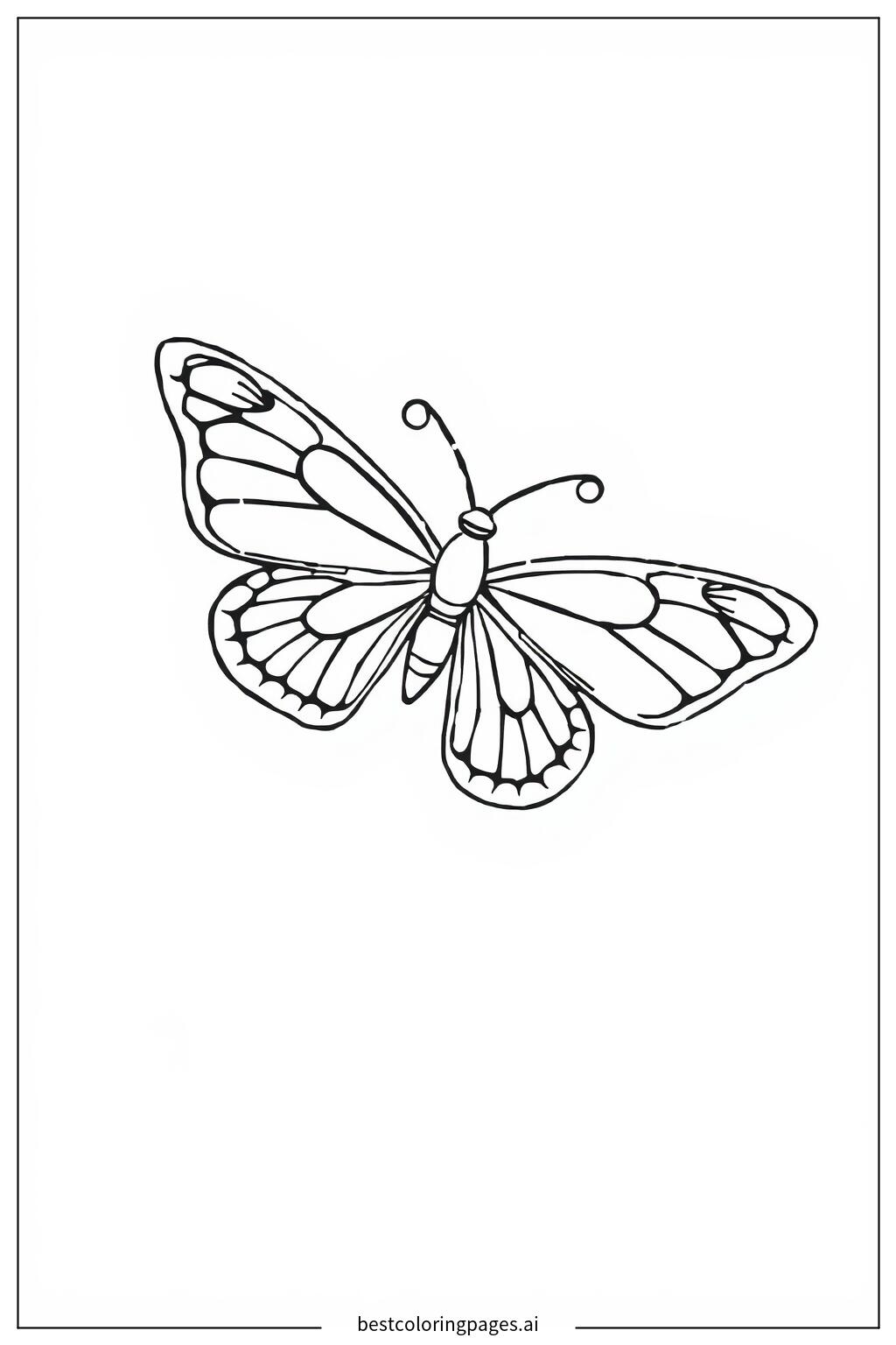Single butterfly with open wings