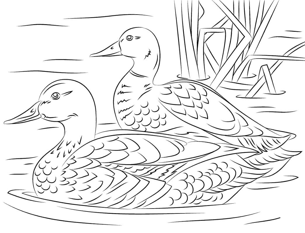 2 Con Vịt Trên Hồ