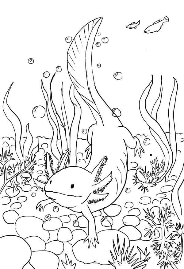 Axolotl Bơi