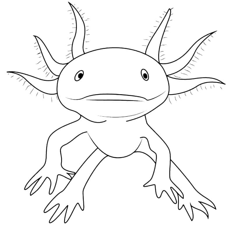 Axolotl Đang Bơi