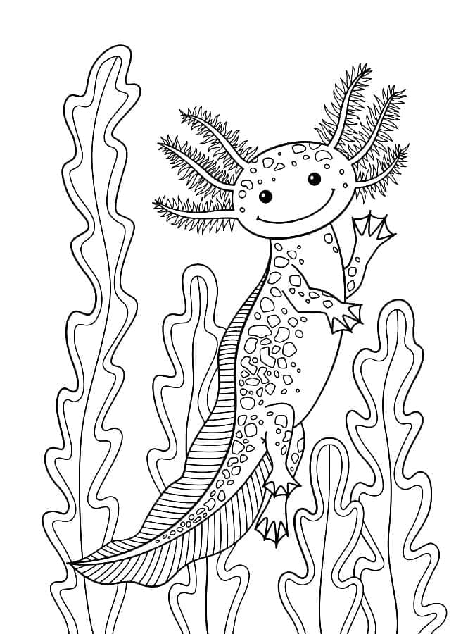 Axolotl Mỉm Cười