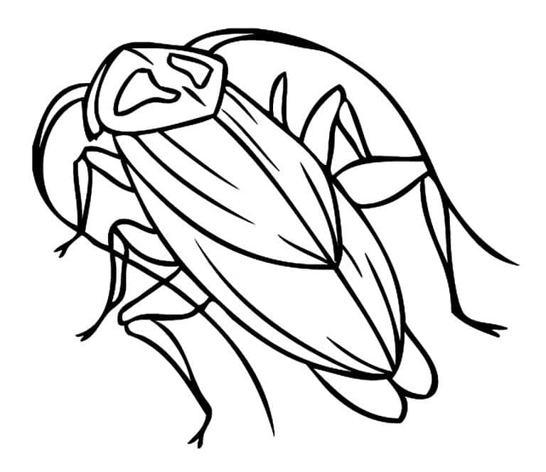 Bé Tập Tô Con Gián