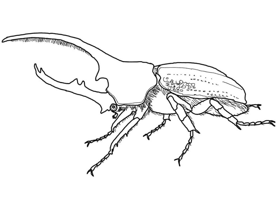 Bọ Cánh Cứng 1 Sừng
