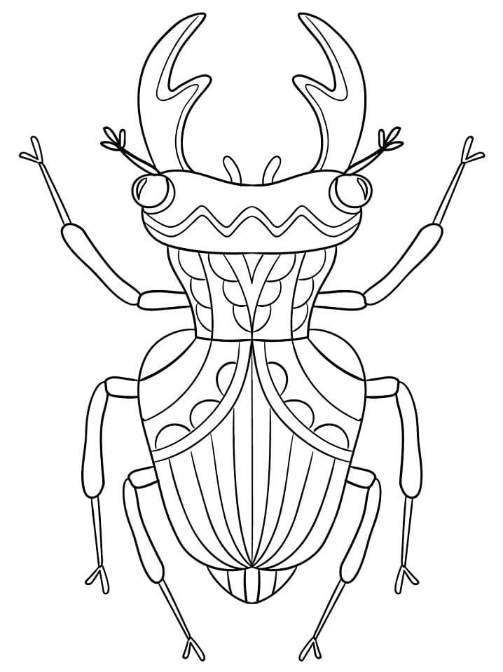 Bọ Cánh Cứng Đẹp