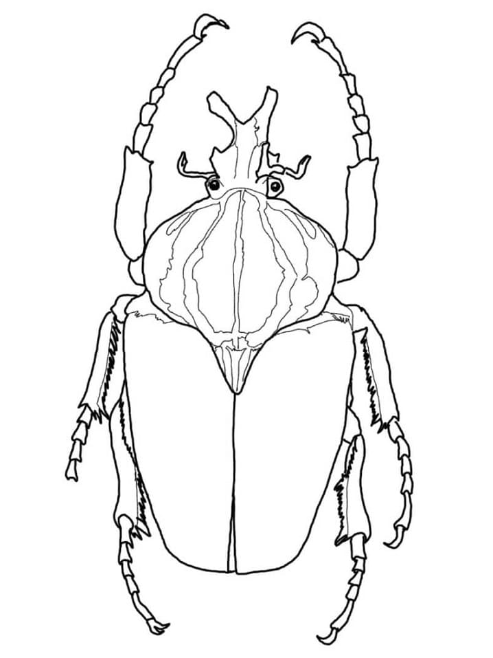 Bọ Cánh Cứng Lớn