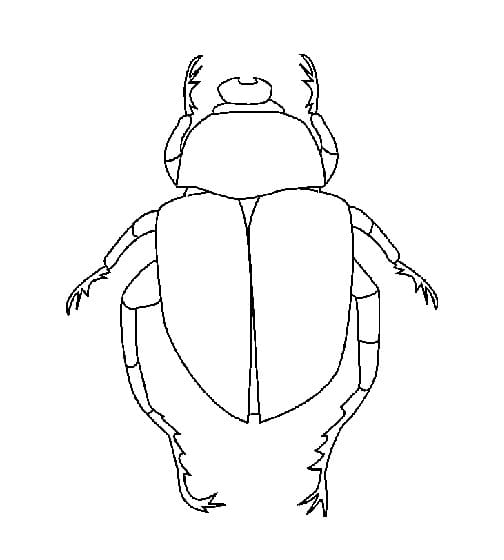 Bọ Cánh Cứng Rất Đơn Giản