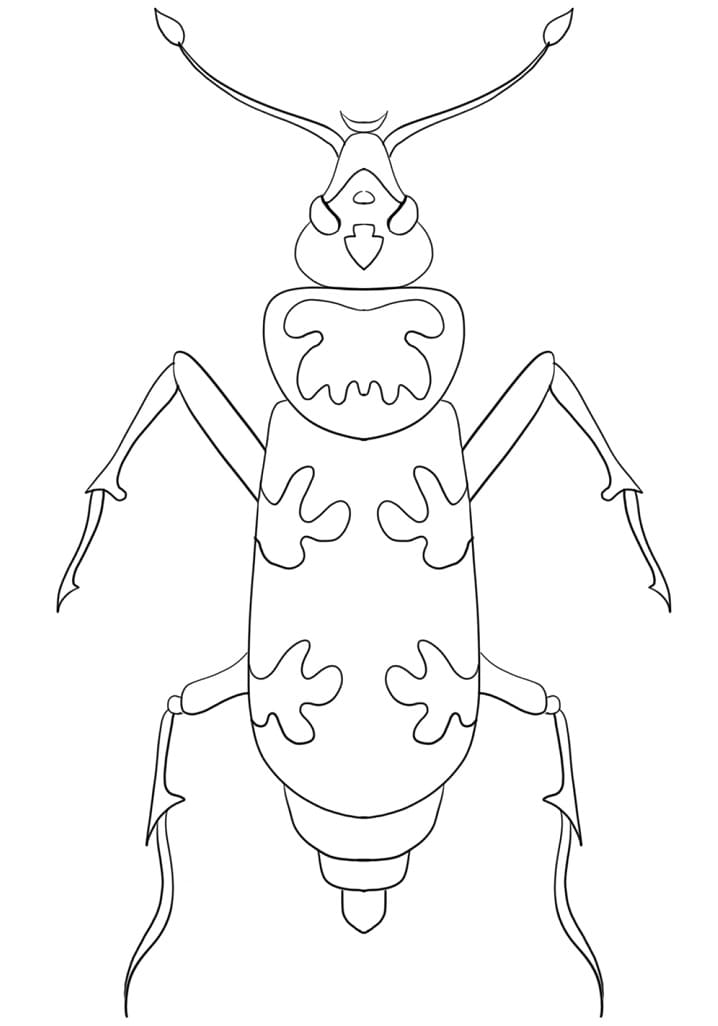 Bọ Cánh Cứng Với Hoa Văn