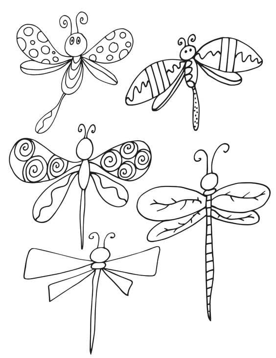 Bộ Sưu Tập Chuồn Chuồn