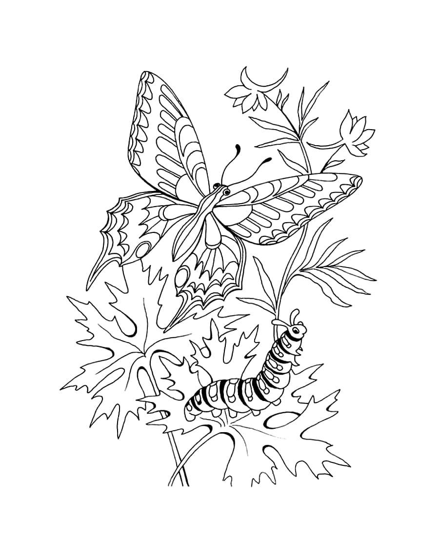 Bướm Và Sâu